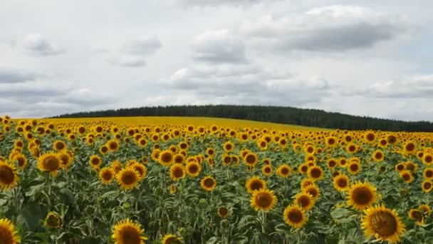 Girasoles Campo Verano Hermosas Grandes Flores Girasol Amarillo Balancean Viento — Vídeos de Stock