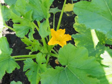 Yenilebilir kabak çeşitliliğinin parlak sarı çiçek yaprakları organik arka bahçedeki sebze bahçesinde ticari sıralarda yetişen kabak kabağı çeşitleri.