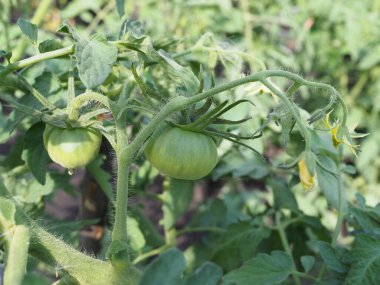 Dallarda yetişen yeşil domatesler. Bahçede yetiştirilmiş.