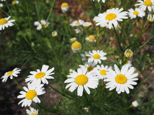 Kamillengarten Weiße Blüten Der Deutschen Kamille — Stockfoto