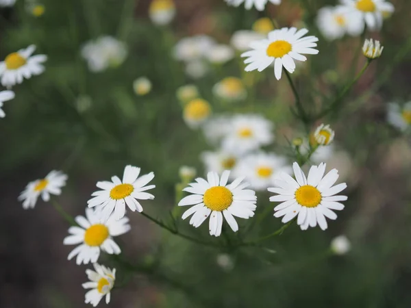 Kamillengarten Weiße Blüten Der Deutschen Kamille — Stockfoto
