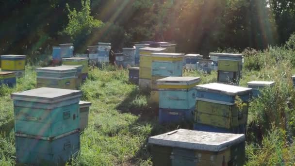 Las abejas arrastrándose a la entrada de la colmena, la familia de las abejas. Abejas volando alrededor de las colmenas en el colmenar. — Vídeos de Stock