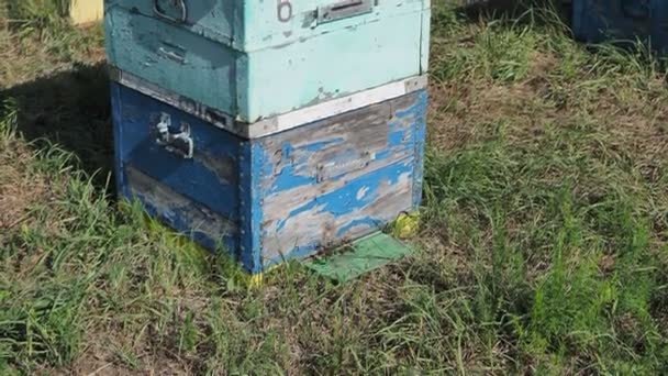 Las abejas arrastrándose a la entrada de la colmena, la familia de las abejas. Abejas volando alrededor de las colmenas en el colmenar. — Vídeos de Stock