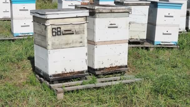 Colmenar orgánico en la granja con un montón de abejas volando alrededor . — Vídeos de Stock