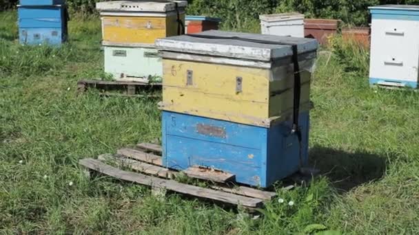 Las Abejas Arrastrándose Entrada Colmena Familia Las Abejas Abejas Volando — Vídeo de stock