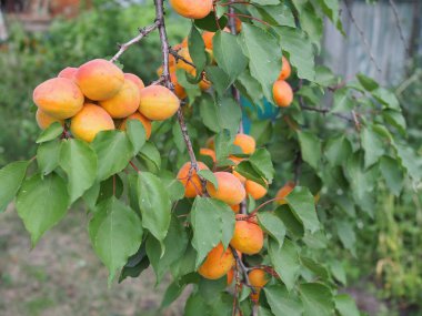 Meyve bahçesinde olgun kayısılar. Doğa arkaplanı..