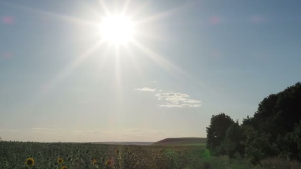 夕暮れ時のひまわり畑。太陽の光が葉に入り込み — ストック動画