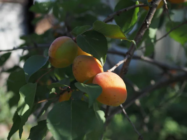 Ripe Apricots Orchard Tree Nature Background — Stock Photo, Image