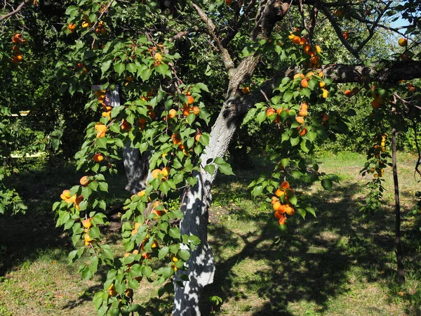 Érett Sárgabarack Gyümölcsösfán Természetvédelmi Háttér — Stock Fotó