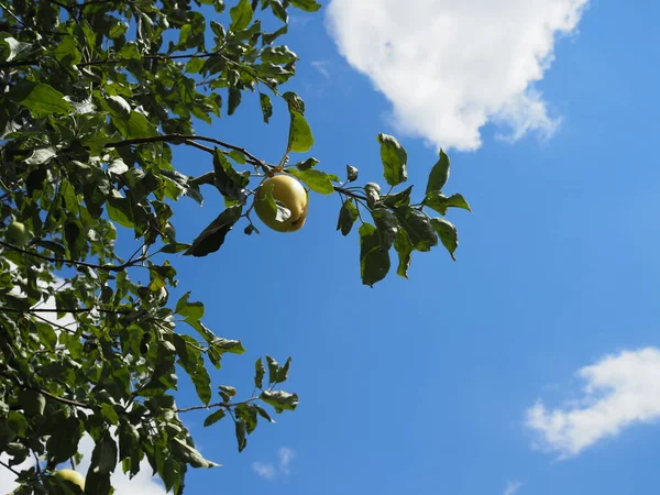 Ripe Fragrant Apple Branch Sunny Summer Day — Stock Photo, Image