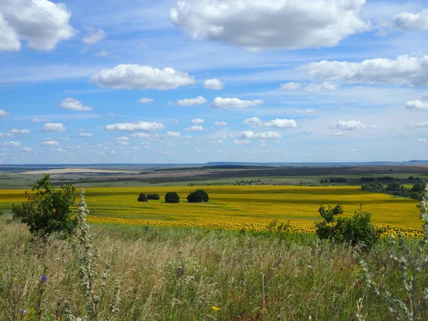 Landschaft Gelbes Feld Mit Sonnenblumen Einem Heißen Sommertag — Stockfoto