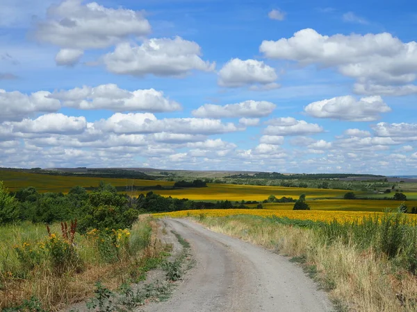 Landschaft Gelbes Feld Mit Sonnenblumen Einem Heißen Sommertag — Stockfoto