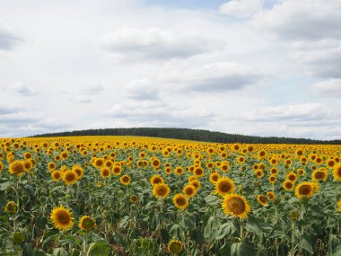 Yazın ayçiçeği tarlası ve bulutlu gökyüzü.
