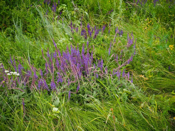 Flores Salvia Officinalis Prado Verano —  Fotos de Stock