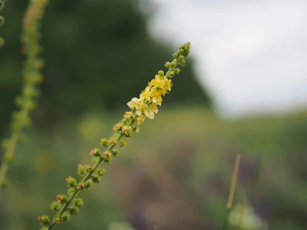雄花の助けを借りて 田の浅い深さで撮影黄色の花のフィールド — ストック写真