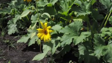 Ayçiçeğinin üzerinde bir arı. Polen toplar ve nektar içer. Böcekli sarı çiçek. Rüzgarda sallanan çiçekler