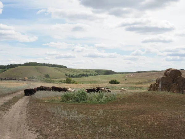 Gregge Pecore Capre Attraversano Una Strada Rurale — Foto Stock