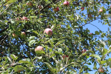Elma bahçesindeki ağaç dalından sarkan organik elmalar.
