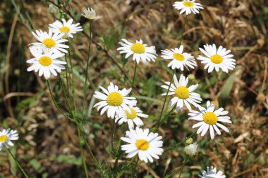 Güneşli bir günde tarlada papatya çiçeği. Yüzeyin derinliği.