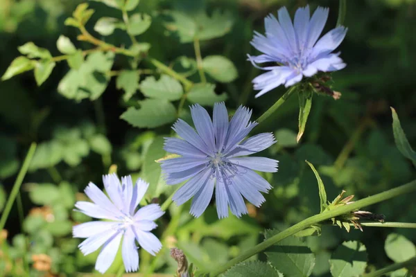 Flores Azul Lilás Chicória Close Plantas Campo Noite Luz Escura — Fotografia de Stock