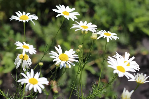 Wilde Kamille Blüht Einem Sonnigen Tag Auf Einem Feld Geringe — Stockfoto