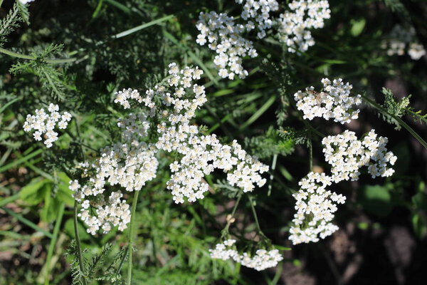 Achillea millefolium, known commonly as yarrow. Wildflower.