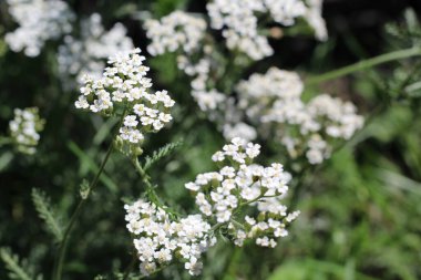 Achillea Millefolium, halk arasında kiraz kuşu olarak bilinir. Yaban Çiçeği.