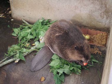Yetişkin bir kunduz fidanlıkta bitki yer. Hayvan koruma konsepti. Voronezh Oblastı 'nda Doğa Biyosferi rezervi