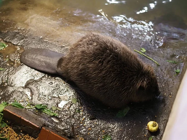 Adult Beaver Eats Plant Nursery Close — Stock Photo, Image