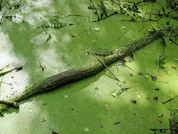 Marécage Vert Luxuriant Forêt Tropicale Soleil Culmine Travers Feuillage Épais — Photo