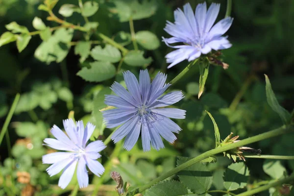 Flores Azul Lilás Chicória Close Plantas Campo Noite Luz Escura — Fotografia de Stock