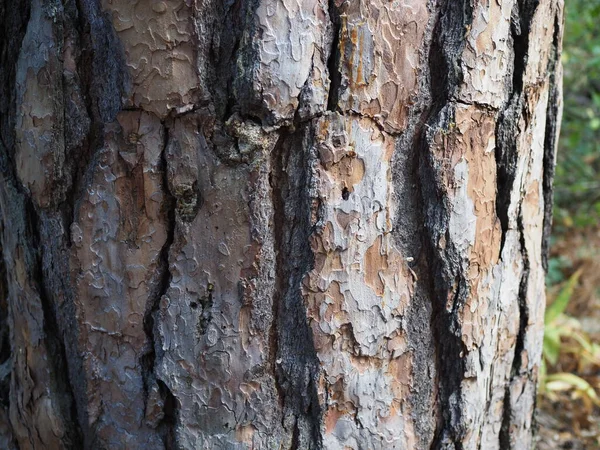 Texture Bark Pine Tree Closeup Summer Forest — Stock Photo, Image