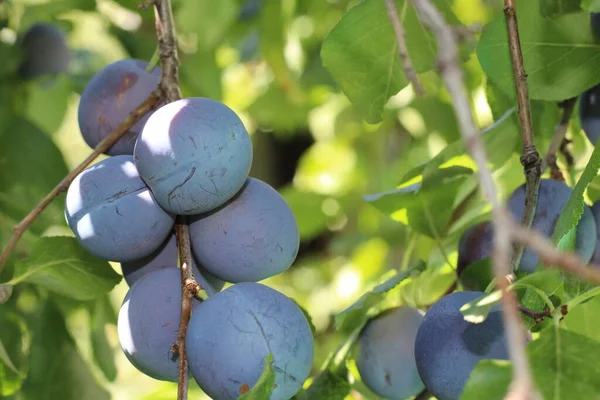 Close Plums Ripe Branch Ripe Plums Tree Branch Orchard View — Stock Photo, Image