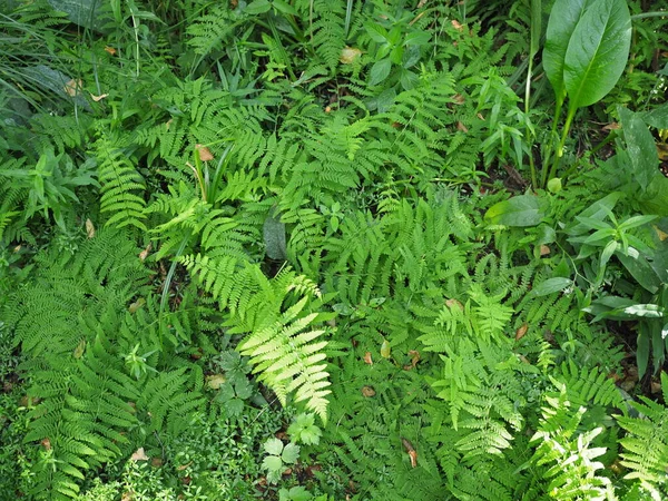 Sköna Ormbunkar Löv Grönt Lövverk Naturlig Blommig Ormbunke Bakgrund Solljus — Stockfoto