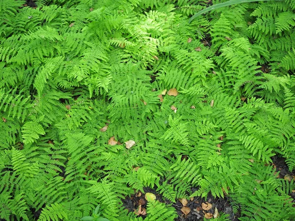 Samambaias beautyful folhas folhagem verde natural floral samambaia fundo na luz do sol. — Fotografia de Stock