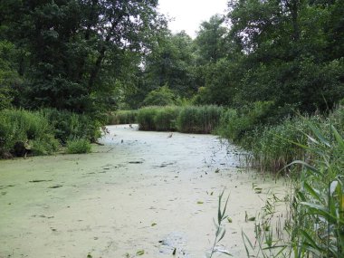 Bereketli yeşil bataklık ve tropikal orman manzarası. Güneş, muhteşem bir doğal manzarayı ortaya çıkarmak için kalın yaprakların arasından süzülüyor..