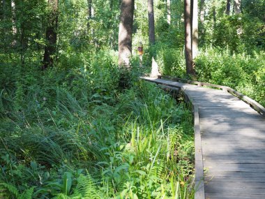 Orman boyunca bir doğa parkında tahta köprü..