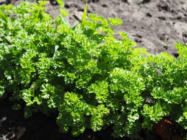 Kıvırcık maydanoz yere yakın çekim.