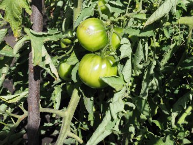 Serada yetişen yakın çevreci domates grubu