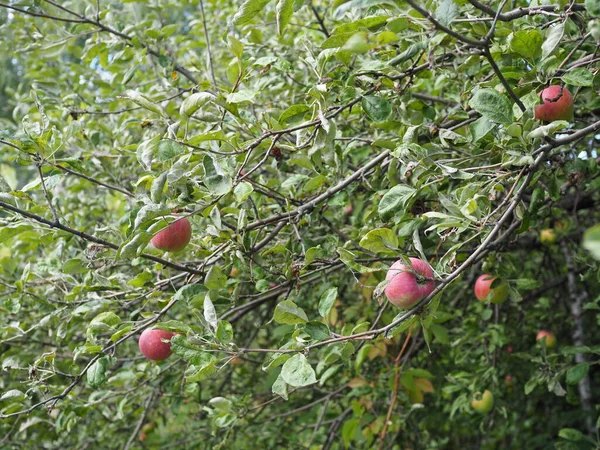 Manzanas Orgánicas Colgando Una Rama Árbol Huerto Manzanas —  Fotos de Stock