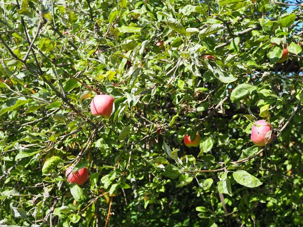 Manzanas Orgánicas Colgando Una Rama Árbol Huerto Manzanas —  Fotos de Stock