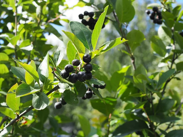 Chokeberry Bush Tak Met Donker Paars Fruit Met Groene Verse — Stockfoto