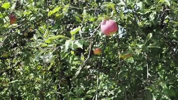 Samičí Ruce Sbírají Červená Jablka Stromu Slunečném Sadu Částečný Pohled — Stock video
