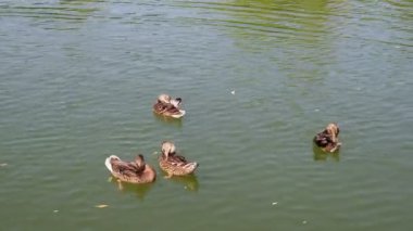 Göldeki ördekler kanatlarını temizler. Vahşi yaşam kuşları doğal ortamlarında.