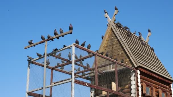 비둘기들이 지붕에 코트를 있습니다 순종하는 비둘기들을 울타리가 지붕이 새들을 — 비디오