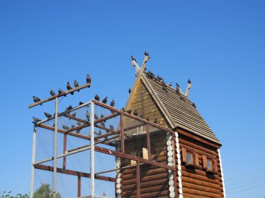 Güvercinler çatıda bir güvercinin içinde oturuyorlar. Safkan güvercinler için ahşap bir ev. Çitleri ve çatısı olan kuş evi, kuşlar için kuşhane.