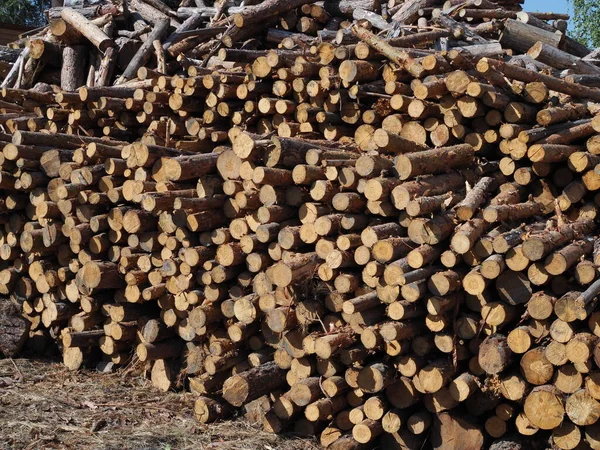 Kereste yerleştirme ve depolama alanında çiğ çam ağacı kütükleri..