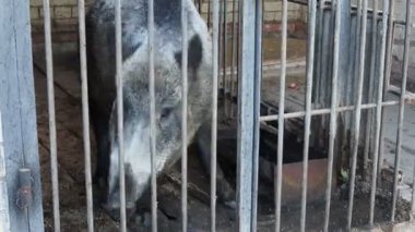 Hayvanat bahçesindeki çitlerin arkasında domuzcuklu yaban domuzu var. Esaret altındaki hayvanlar konsepti 4k