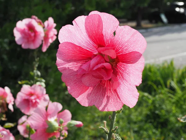 Flores Rosa Terry Hollyhock Terry Mallow Jardim Terry Rosa Malva — Fotografia de Stock