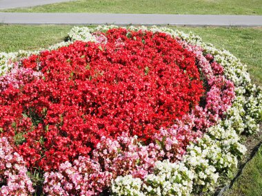 Çiçek tarhında çok renkli parlak çiçekler. Şehir parkındaki caddeyi süslemek için güzel sarı, kırmızı ve turuncu çiçekler. Küçücük bitkiler ve renkli odun parçaları kullanarak bahçe düzenleme..